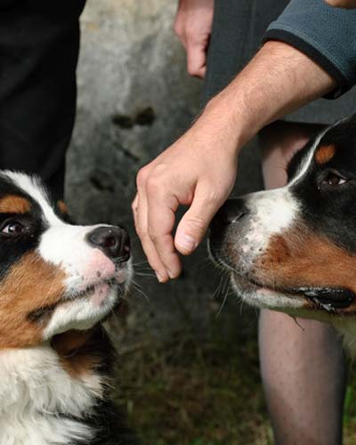 Urlaub mit Hund im Bayerischen Wald